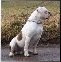 American_Bulldog